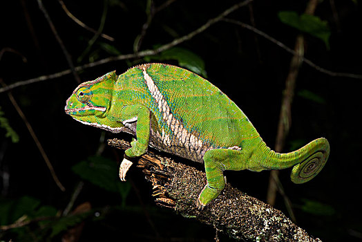 变色龙,雌性,国家公园,马达加斯加,非洲
