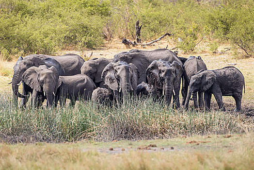 非洲,灌木,大象,非洲象,国家公园,细条,纳米比亚
