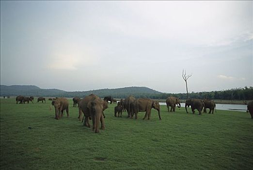 亚洲象,象属,牧群,放牧,阴天,天空,国家公园,印度