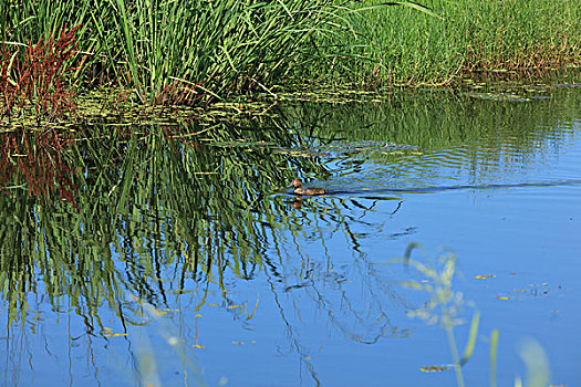 湿地,野鸭子