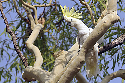 美冠鹦鹉,凤头鹦鹉,大,白色,栖息地,澳大利亚,新几内亚,岛屿,印度尼西亚,卡卡杜国家公园