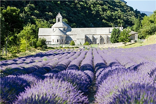 塞农克,教堂,薰衣草种植区,普罗旺斯,法国