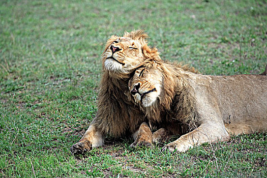 狮子,两个,成年,休息,交际,行为,游戏,克鲁格国家公园,南非,非洲