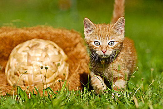 家猫,小猫,草地,编织物,球