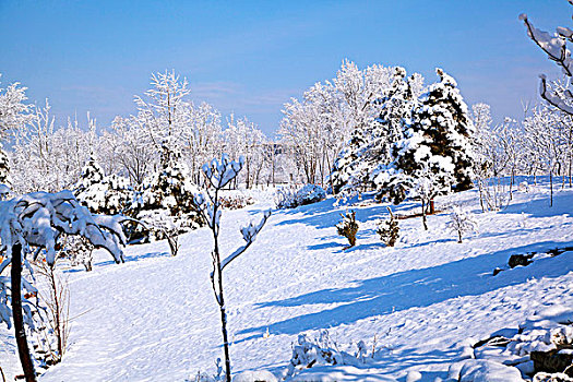 厚厚的白雪覆盖在小山坡和树林上