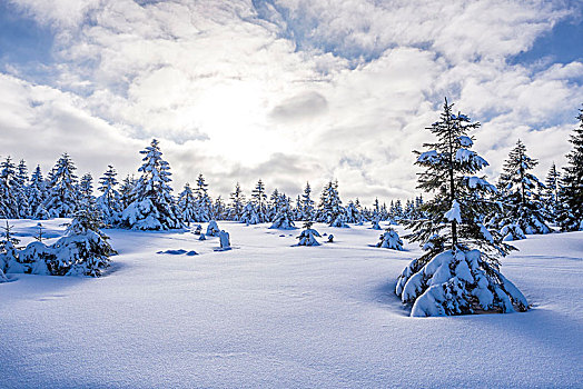 冬季风景,靠近,哈尔茨山,山脉,下萨克森,德国