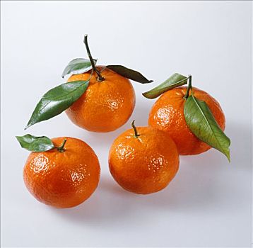 四个,克莱门氏小柑橘,叶子