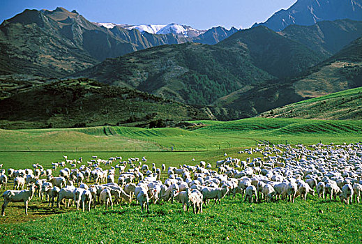 瓦纳卡,南岛,新西兰,绵羊,放牧,雪冠,山,背景