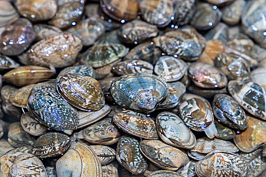 海鲜市场的贝类