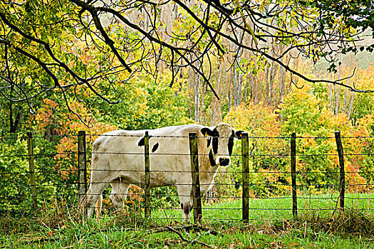 母牛,秋色,农田,连通,北岛,新西兰