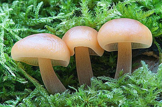 冬天,蘑菇,金針菇,下萨克森,德国,欧洲