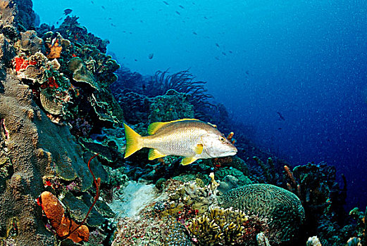 礁石,特立尼达,加勒比海