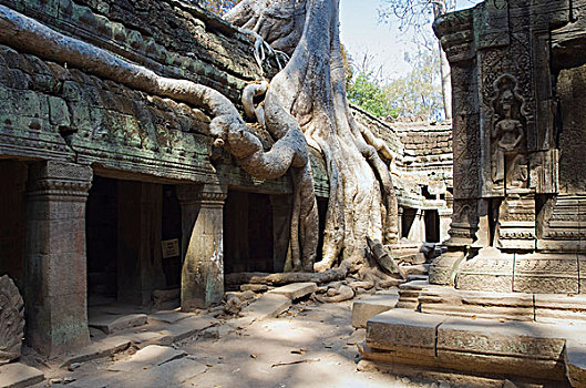 树,根部,庙宇,吴哥,收获,柬埔寨,印度支那,东南亚