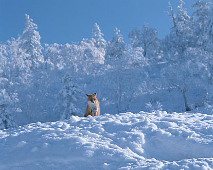 北方,狐狸,雪山
