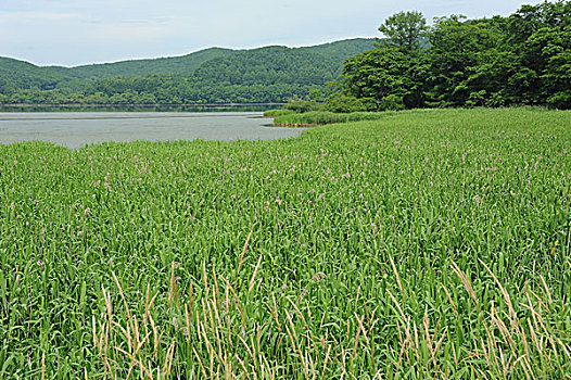 钏路,湿地,釧路,北海道,日本