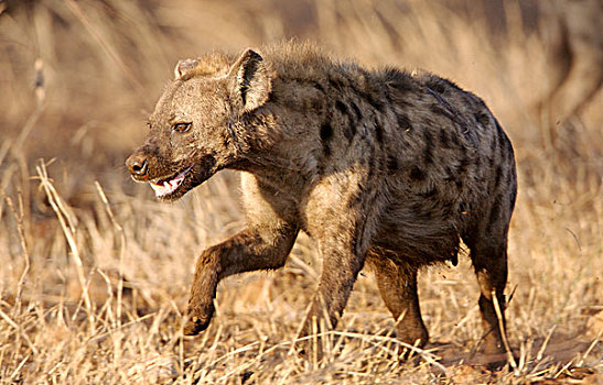 斑点,鬣狗,成年,克鲁格国家公园,南非,非洲
