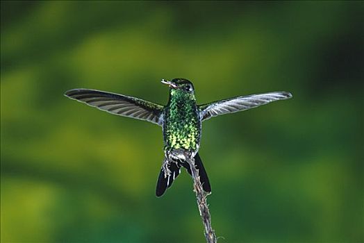 蜂鸟,栖息,展翅,蒙特维多云雾森林自然保护区,哥斯达黎加