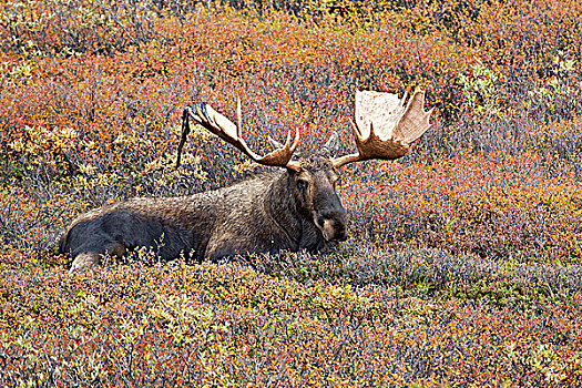 驼鹿,雄性动物,天鹅绒,秋色,德纳里峰国家公园,阿拉斯加,美国