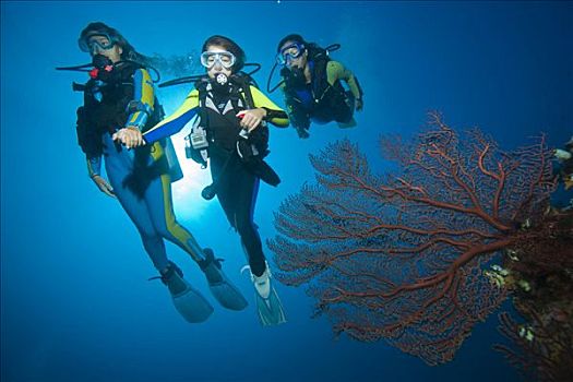 深潜,家族,后面,海扇,彩色,珊瑚礁,印度尼西亚,东南亚