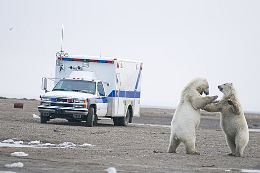 两个,幼兽,北极熊,公猪,玩,一个,户外,人,救护车,看,岛屿,区域,北极圈,国家野生动植物保护区,阿拉斯加