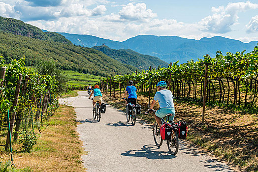 三个,骑车,山地车,自行车道,穿过,阿尔卑斯山,葡萄园,湖,特兰迪诺,南蒂罗尔,意大利,欧洲