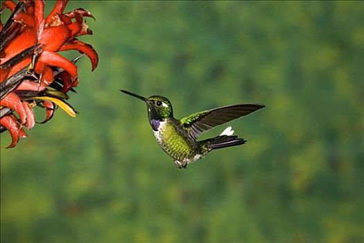 蜂鸟,悬空,靠近,花,安第斯山,厄瓜多尔