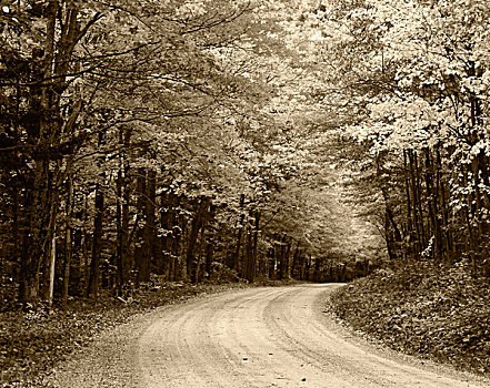 美国,佛蒙特州,道路,秋天,树,大幅,尺寸