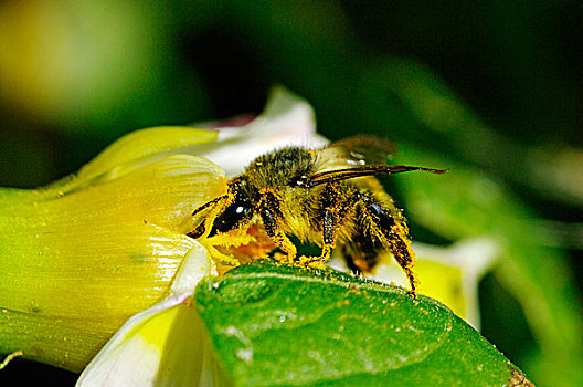 蜜蜂,大,食欲