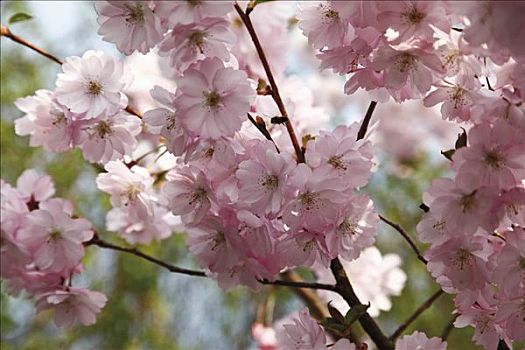 日本,樱花,花,枝条