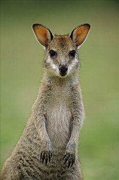 敏捷,小袋鼠,幼小,国家公园,澳大利亚