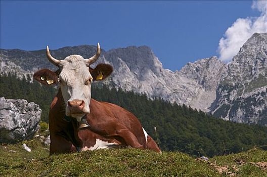 母牛,山,草地,山脉,提洛尔,奥地利