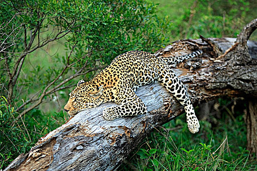 豹,成年,休息,树,萨比萨比酒店,克鲁格国家公园,南非