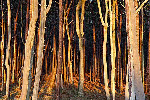 落日,金色,树,木头,波罗的海,达斯,海岸,国家公园,德国