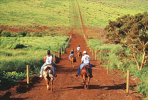 夏威夷,莫洛凯岛,骑马,泥路,牧场