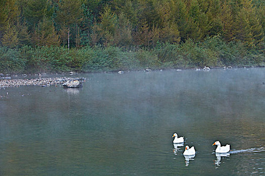 湖,水面,雾气,蒸腾,白雾,水蒸气,缥缈,仙境,灵性,家禽,鸭子,鹅,游动,自在,安静,自然,风光