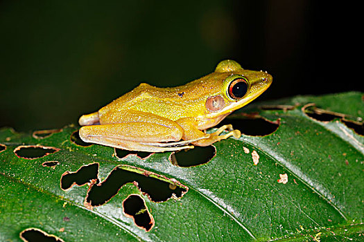 青蛙,热带雨林,夜晚,国家公园,沙捞越,婆罗洲,马来西亚,亚洲