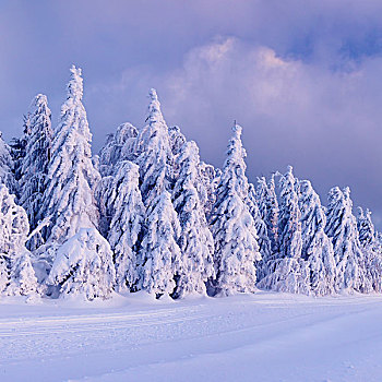 冬季风景,雪,松树,日落,黑森林,巴登符腾堡,德国,欧洲