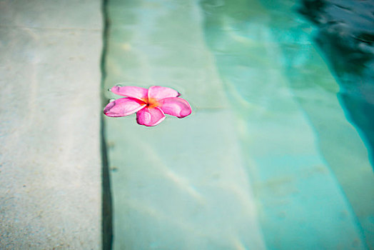 花,漂浮,游泳池