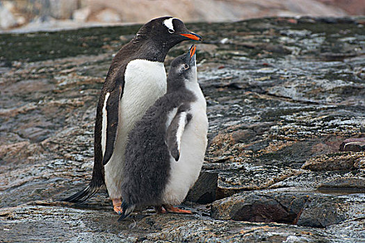 南极,岛屿,巴布亚企鹅,幼禽,父母,食物