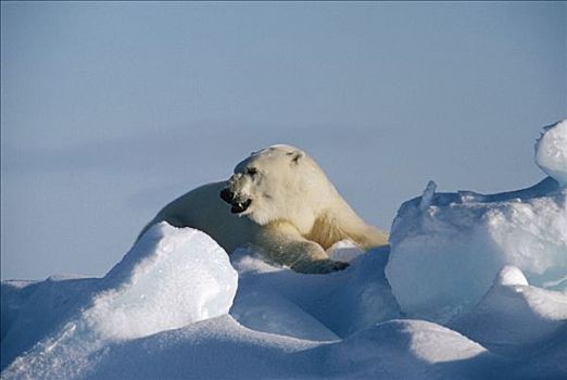 北极熊,肖像,巴芬岛,加拿大