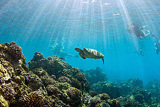 绿海龟,龟类,水下呼吸管,海滩,毛伊岛,夏威夷,美国