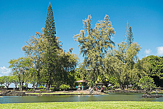 树,公园,花园,菩提树,夏威夷大岛,夏威夷,美国