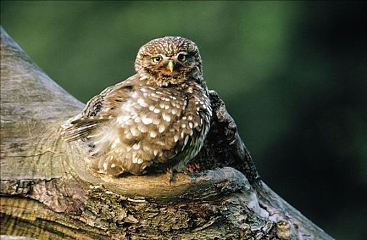小鸮,小鴞,幼小,栖息,原木上,欧洲