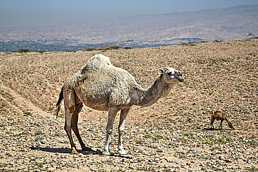 骆驼,靠近,死海,约旦