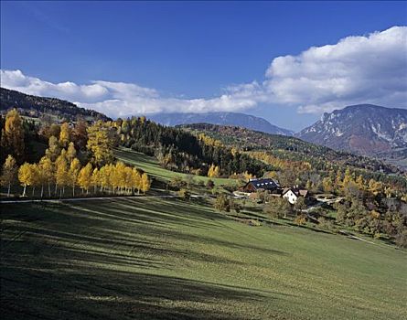 桦树,农场,背景,下奥地利州,奥地利,欧洲