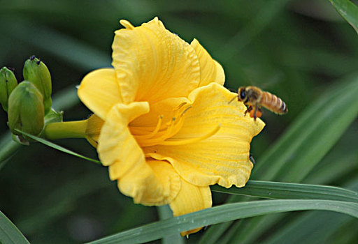 蜜蜂恋花