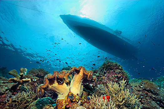 珊瑚礁,不同,珊瑚,剪影,潜水,船,太平洋,昆士兰,澳大利亚,大洋洲