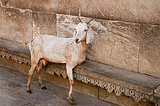 山羊,倚靠,墙壁,阿默达巴德,古吉拉特,印度