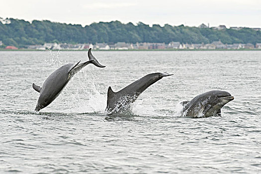 宽吻海豚,海豚,三个,成年,黑色,岛,海鳗,苏格兰,英国,欧洲