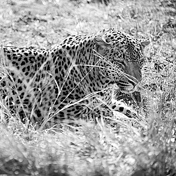 模糊,南非,自然公园,野生,豹,休息